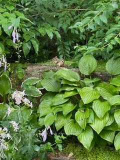 52, Adelade, Allandale, Barrie