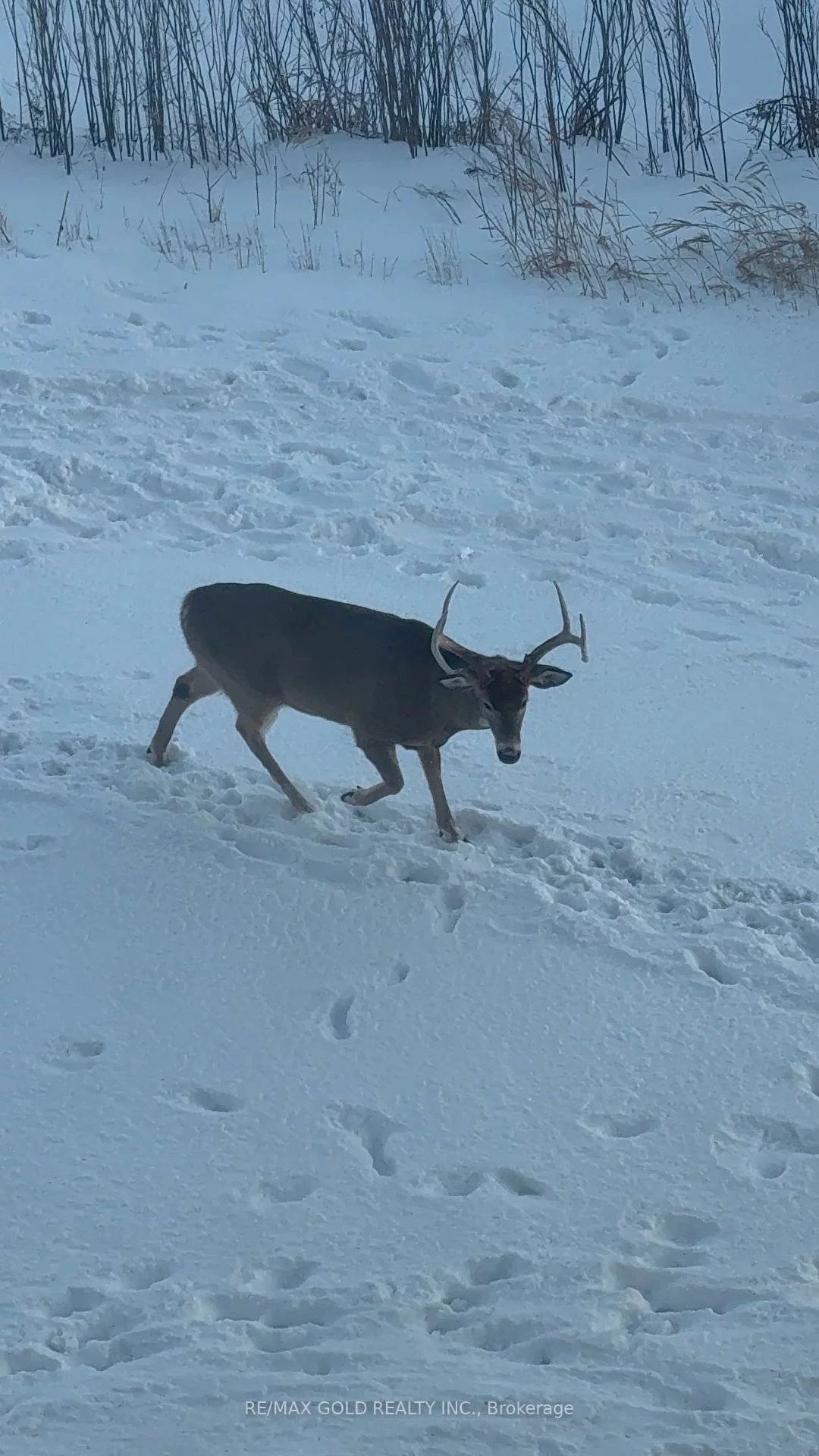 65, Yorkland, Goreway Drive Corridor, Brampton