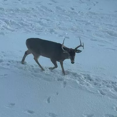 65, Yorkland, Goreway Drive Corridor, Brampton