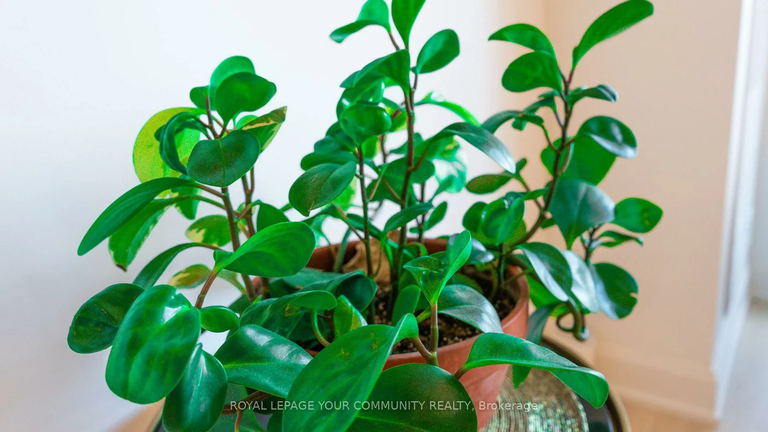 12, Ghandi, Commerce Valley, Markham