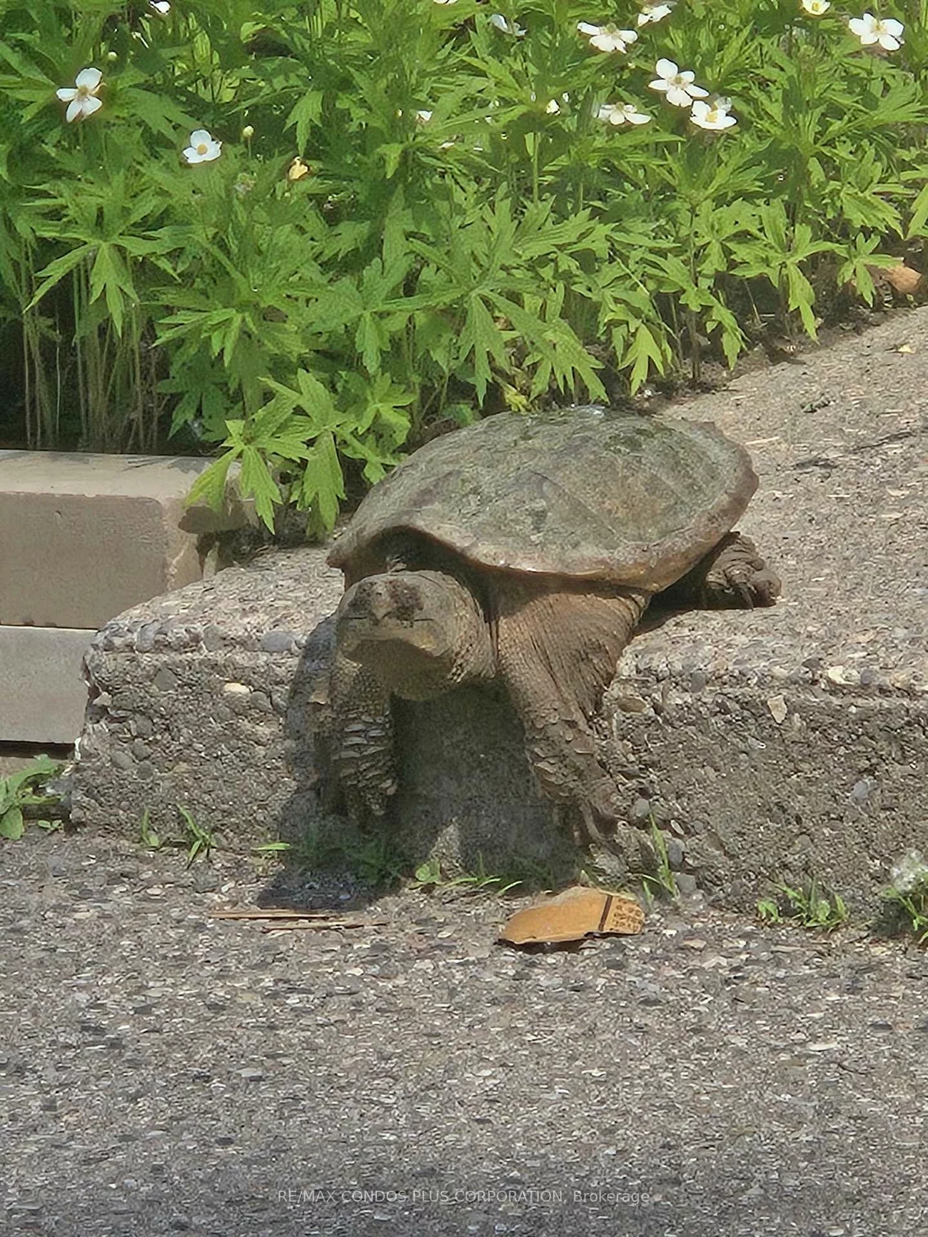 185, Stephen, Stonegate-Queensway, Toronto