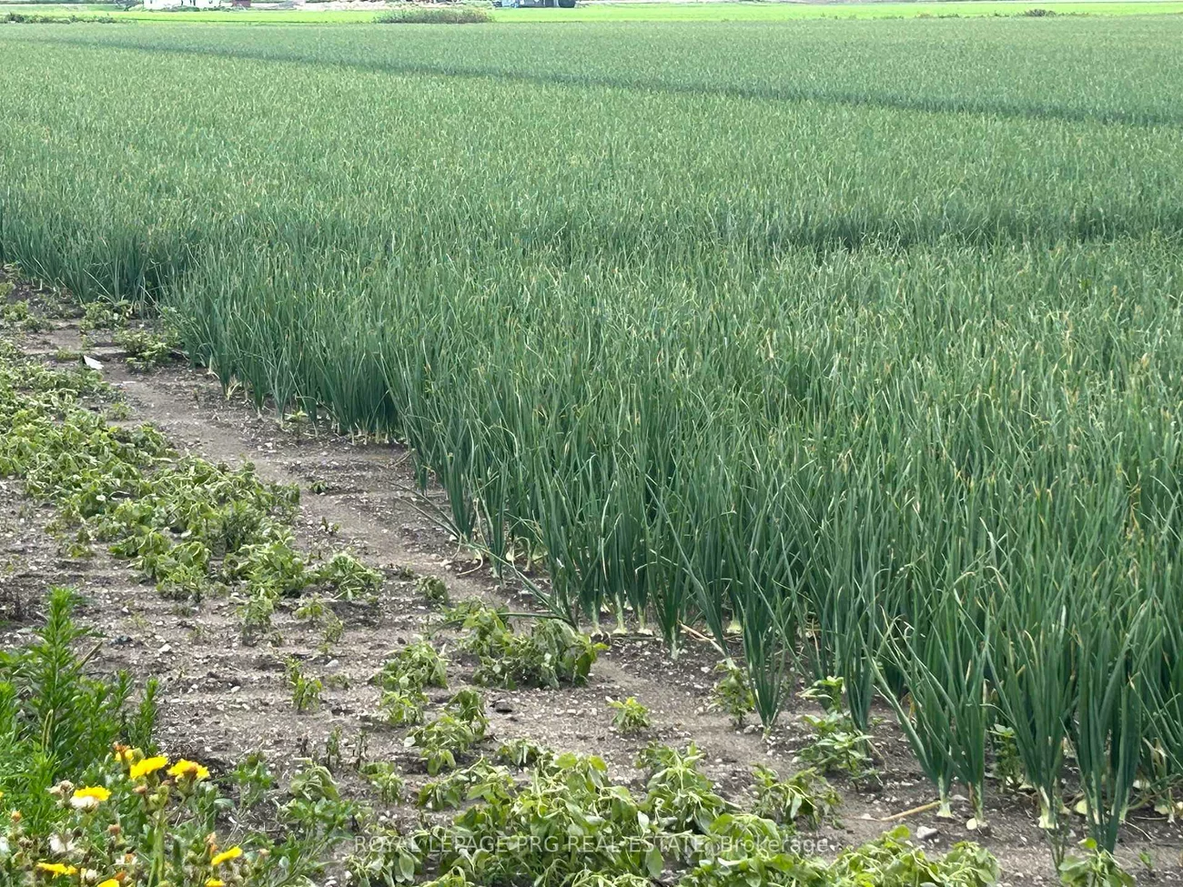 1160, River Rd, Rural Bradford West Gwillimbury, Bradford West Gwillimbury