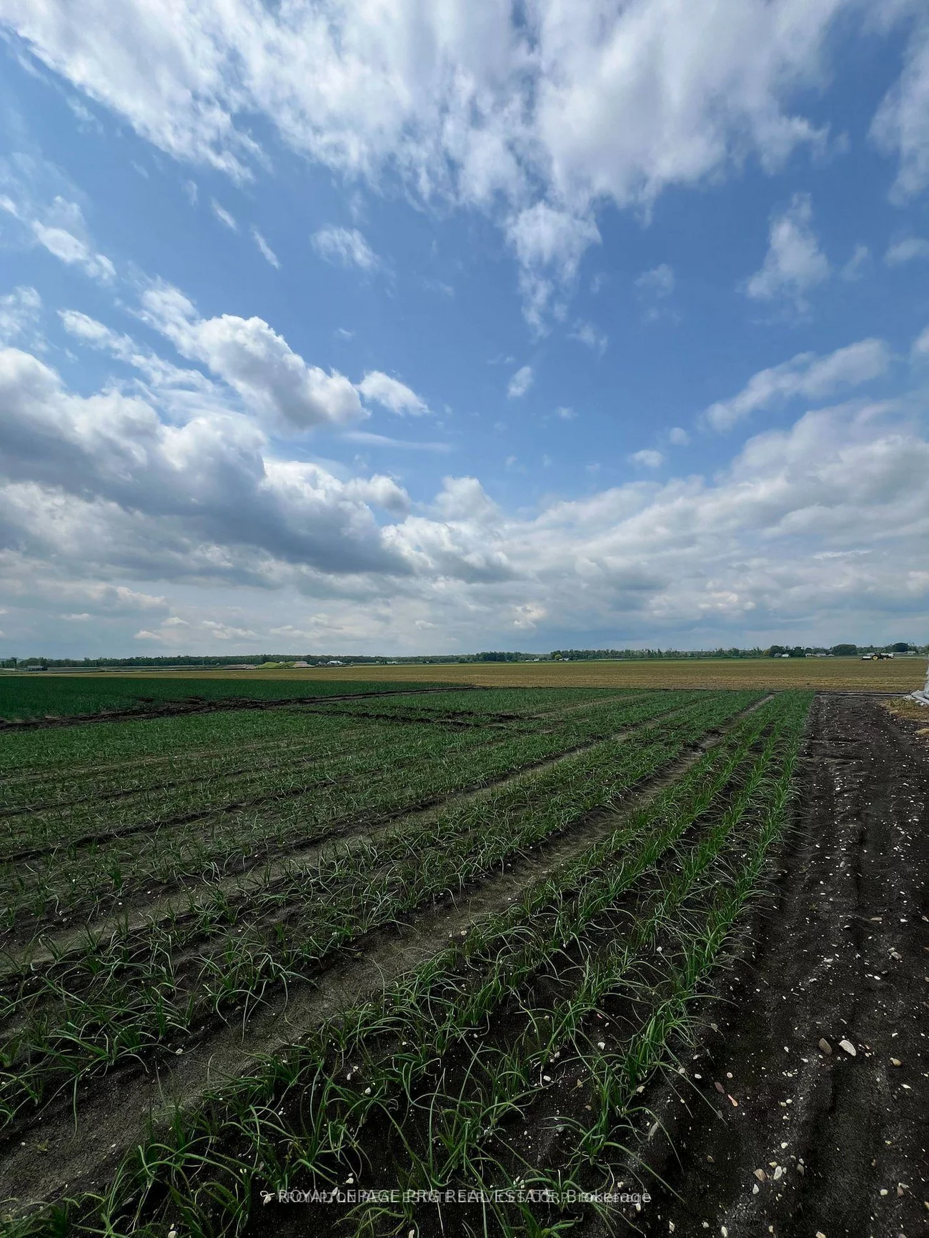 1160, River Rd, Rural Bradford West Gwillimbury, Bradford West Gwillimbury