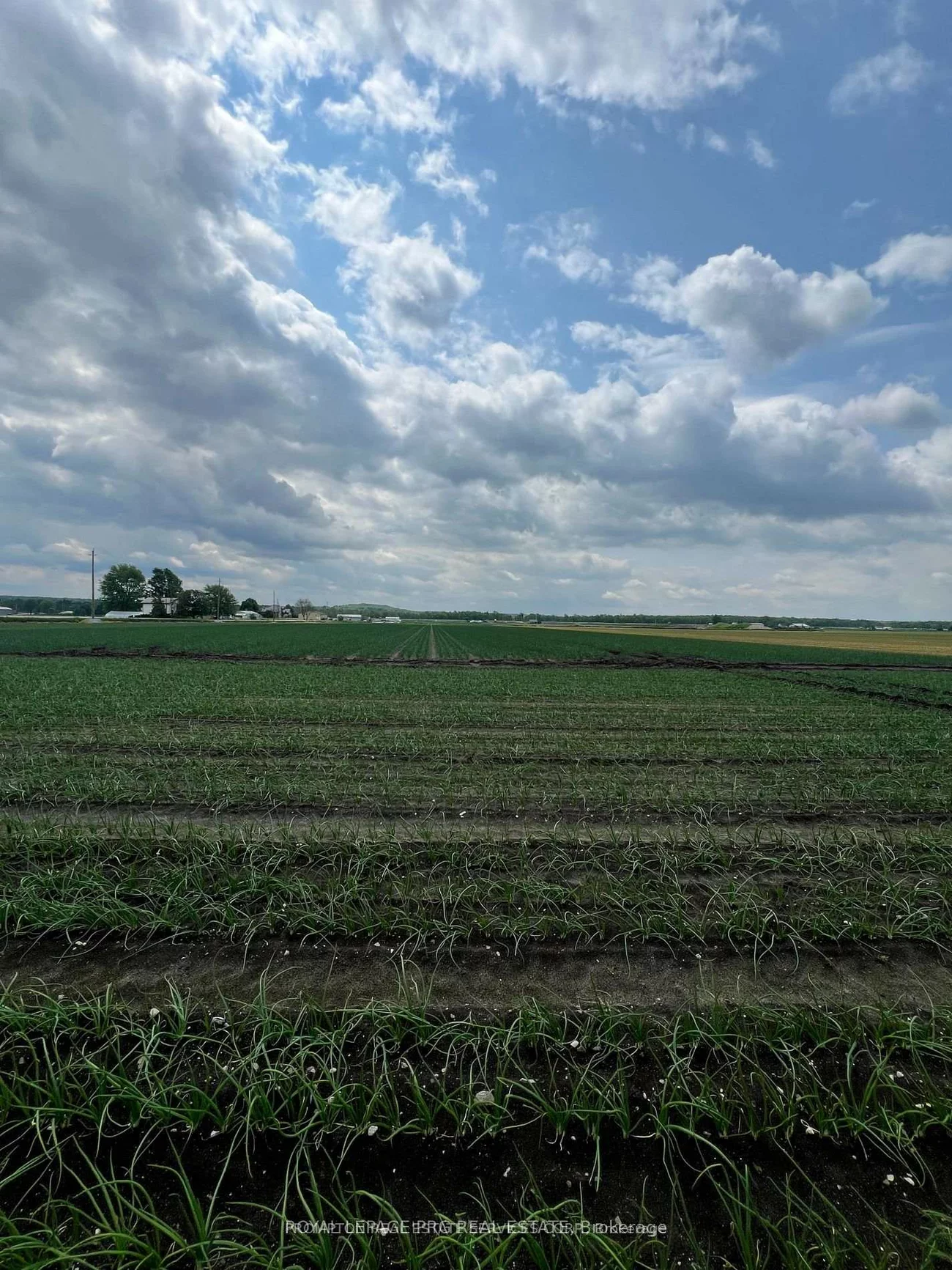 1160, River Rd, Rural Bradford West Gwillimbury, Bradford West Gwillimbury
