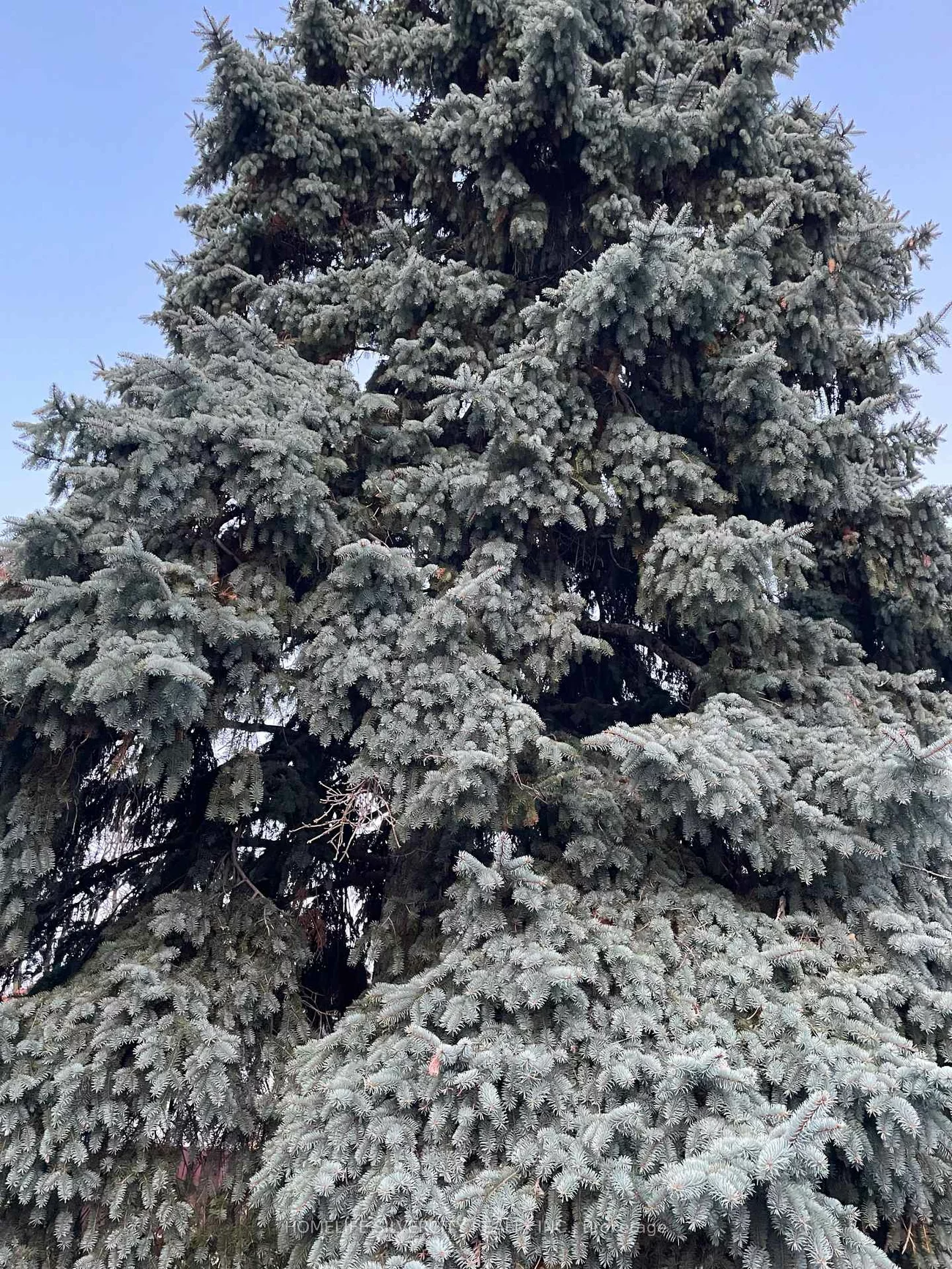 7, Mandrain, Central Park, Brampton