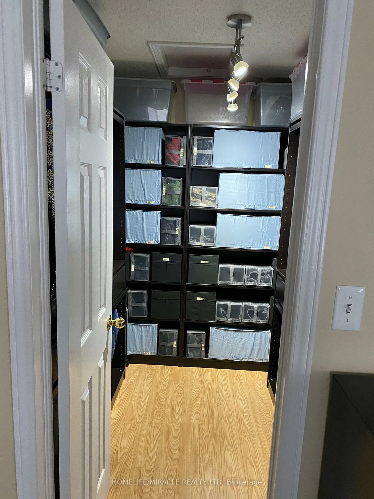 4, Sled Dog, Sandringham-Wellington, Brampton