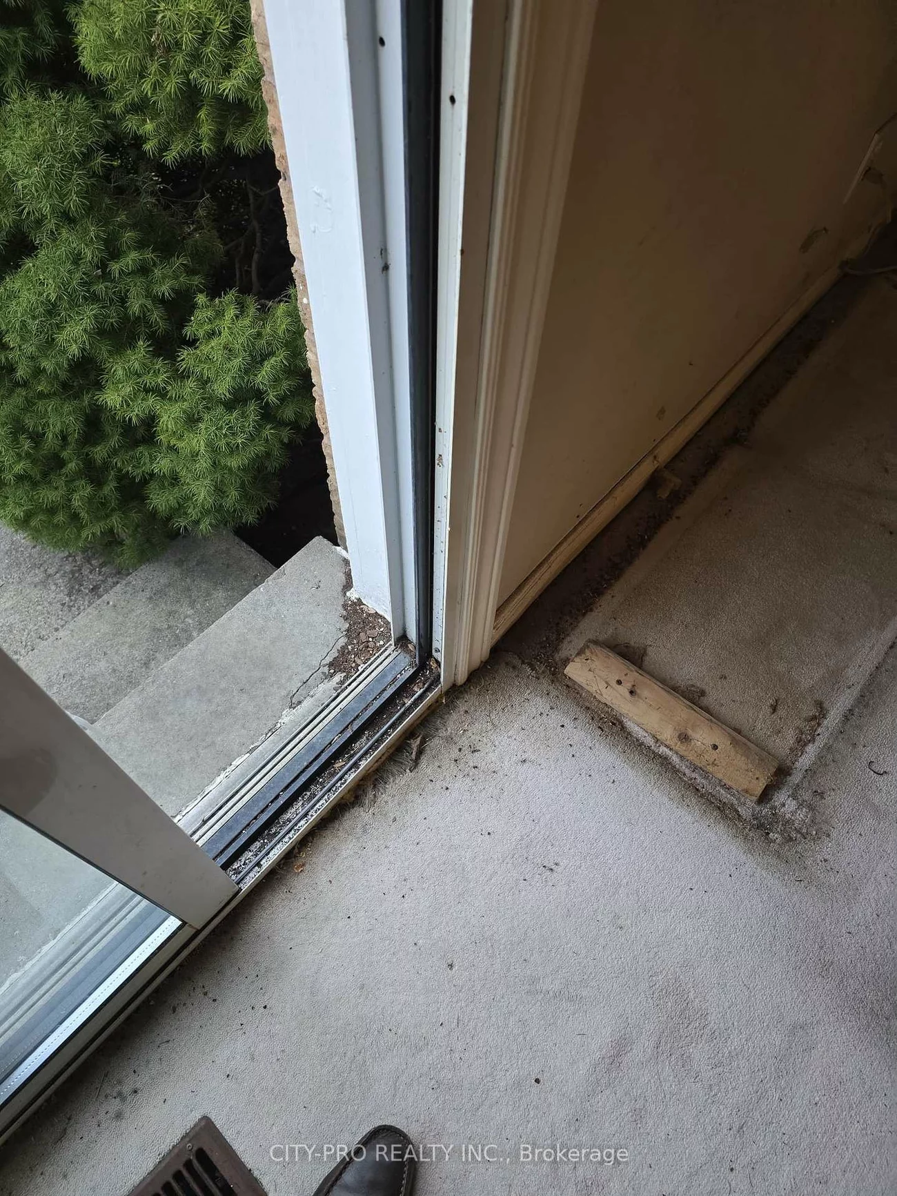 55, Rain Lily, Sandringham-Wellington, Brampton