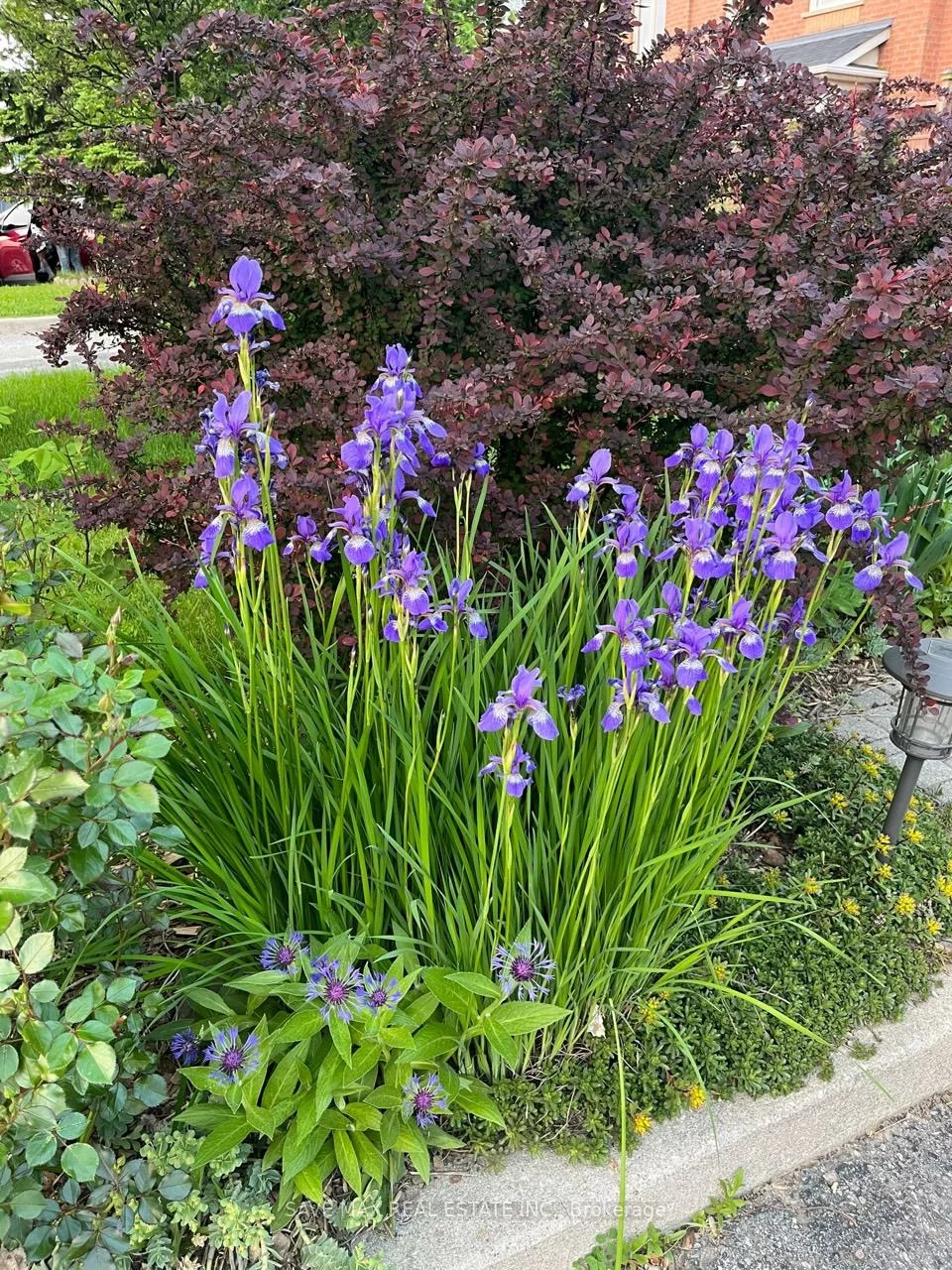 13, Pressed Brick, Brampton North, Brampton