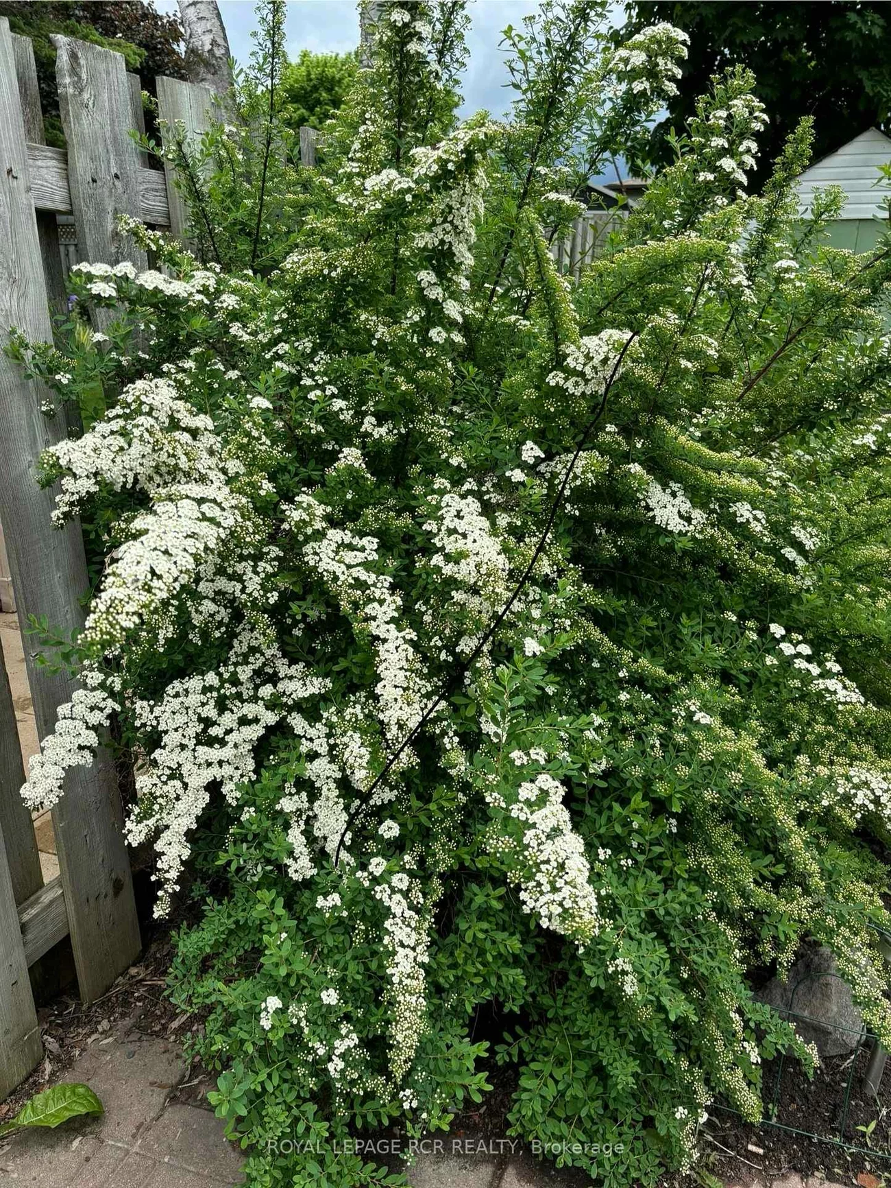 311, Whitehead, Bolton North, Caledon