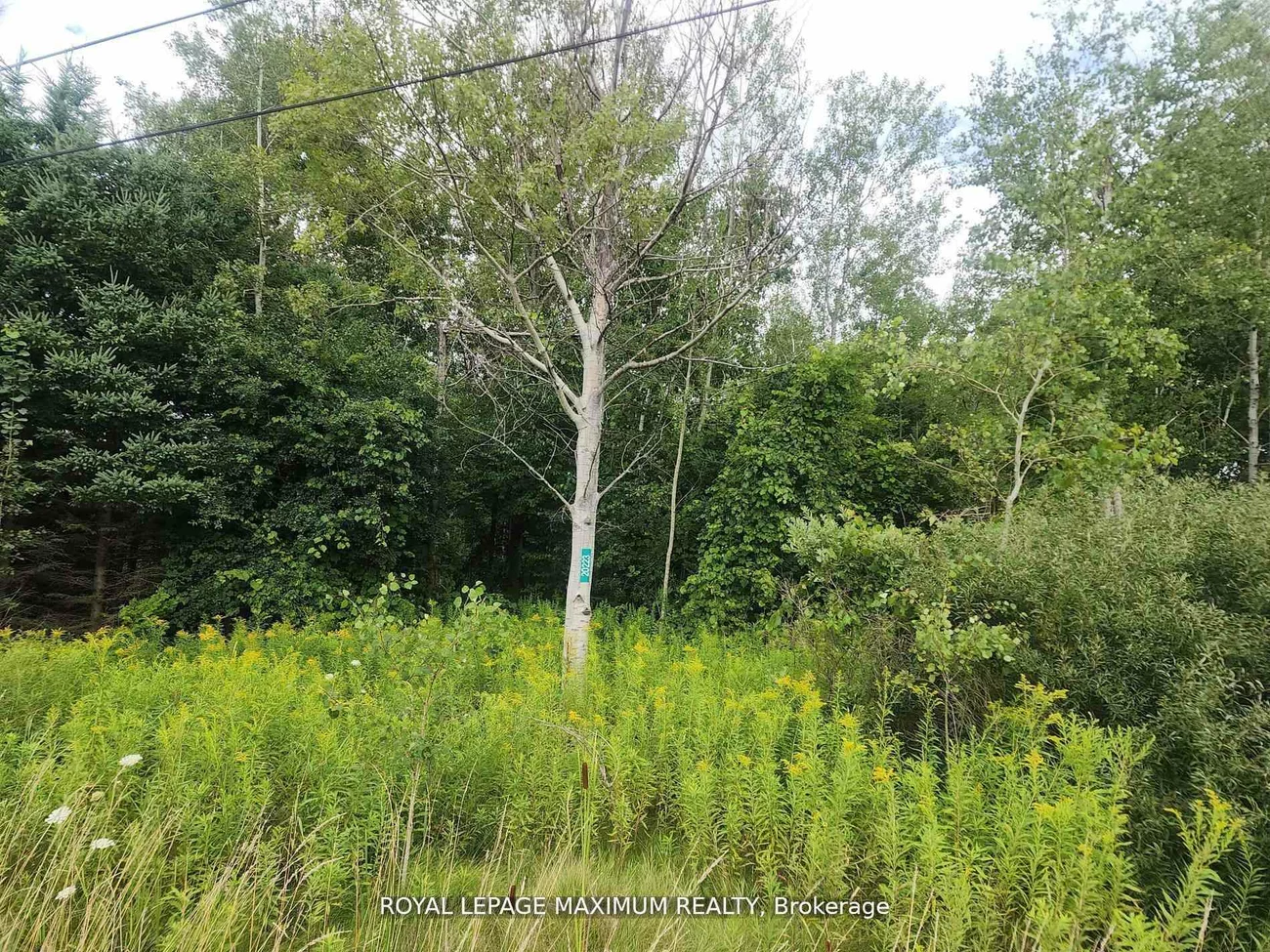 20223, Bathurst, Rural East Gwillimbury, East Gwillimbury