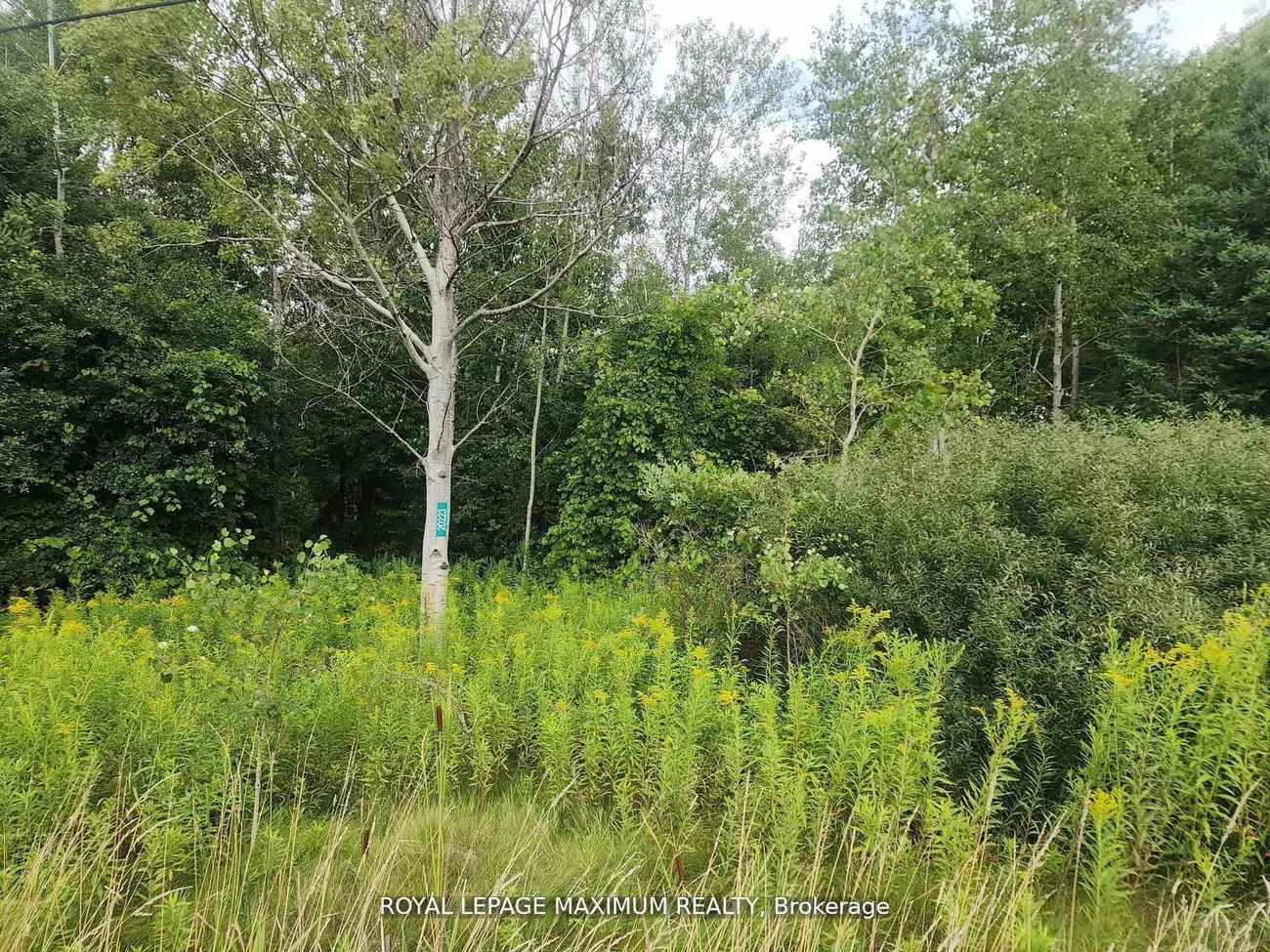 20223, Bathurst, Rural East Gwillimbury, East Gwillimbury