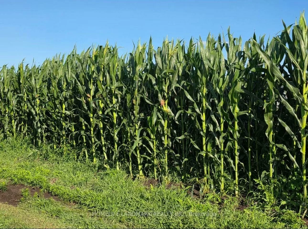 110, Aileen, Rural King, King