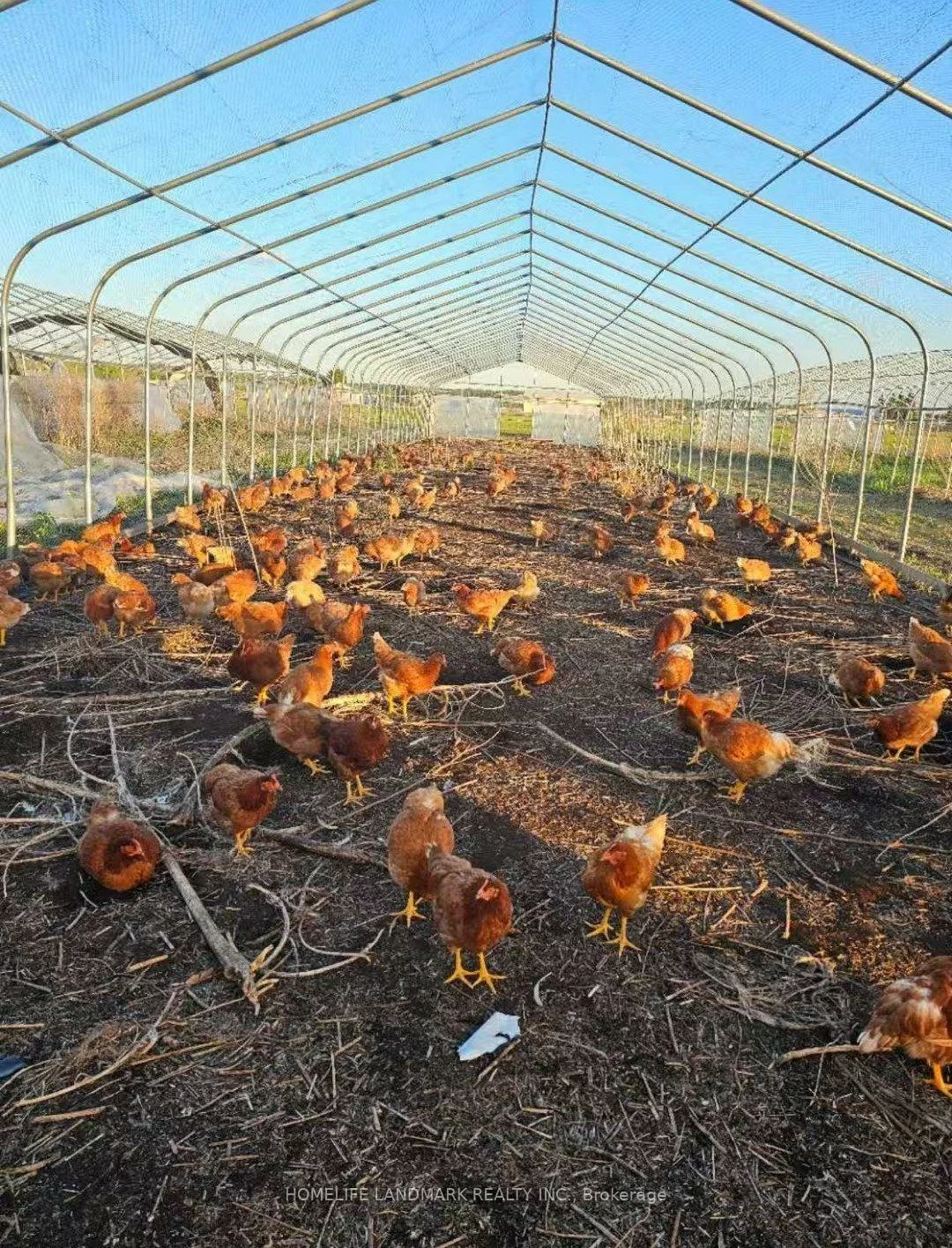 110, Aileen, Rural King, King