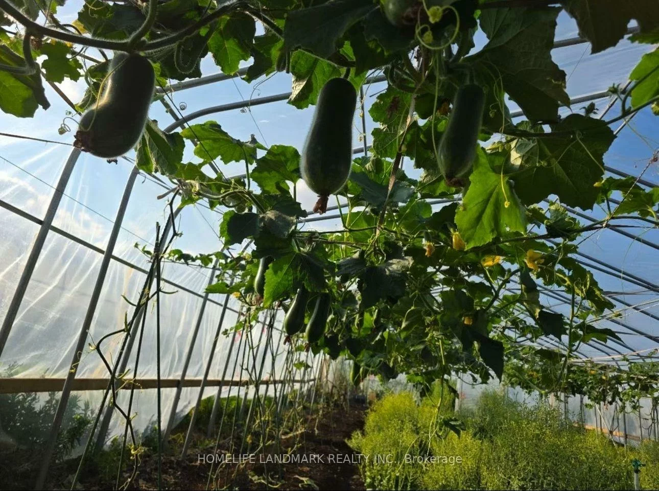 110, Aileen, Rural King, King