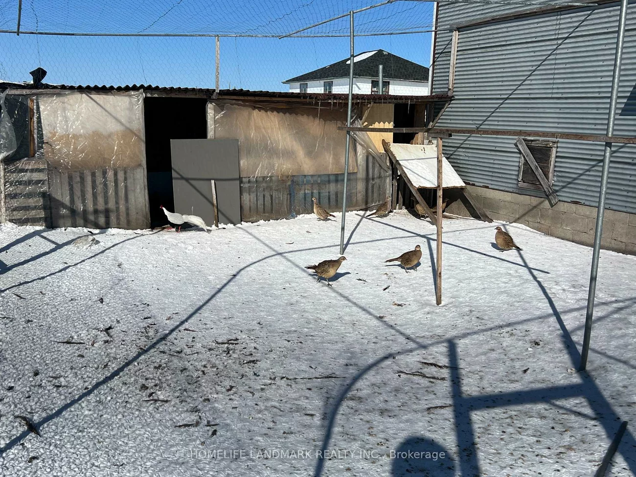 110, Aileen, Rural King, King