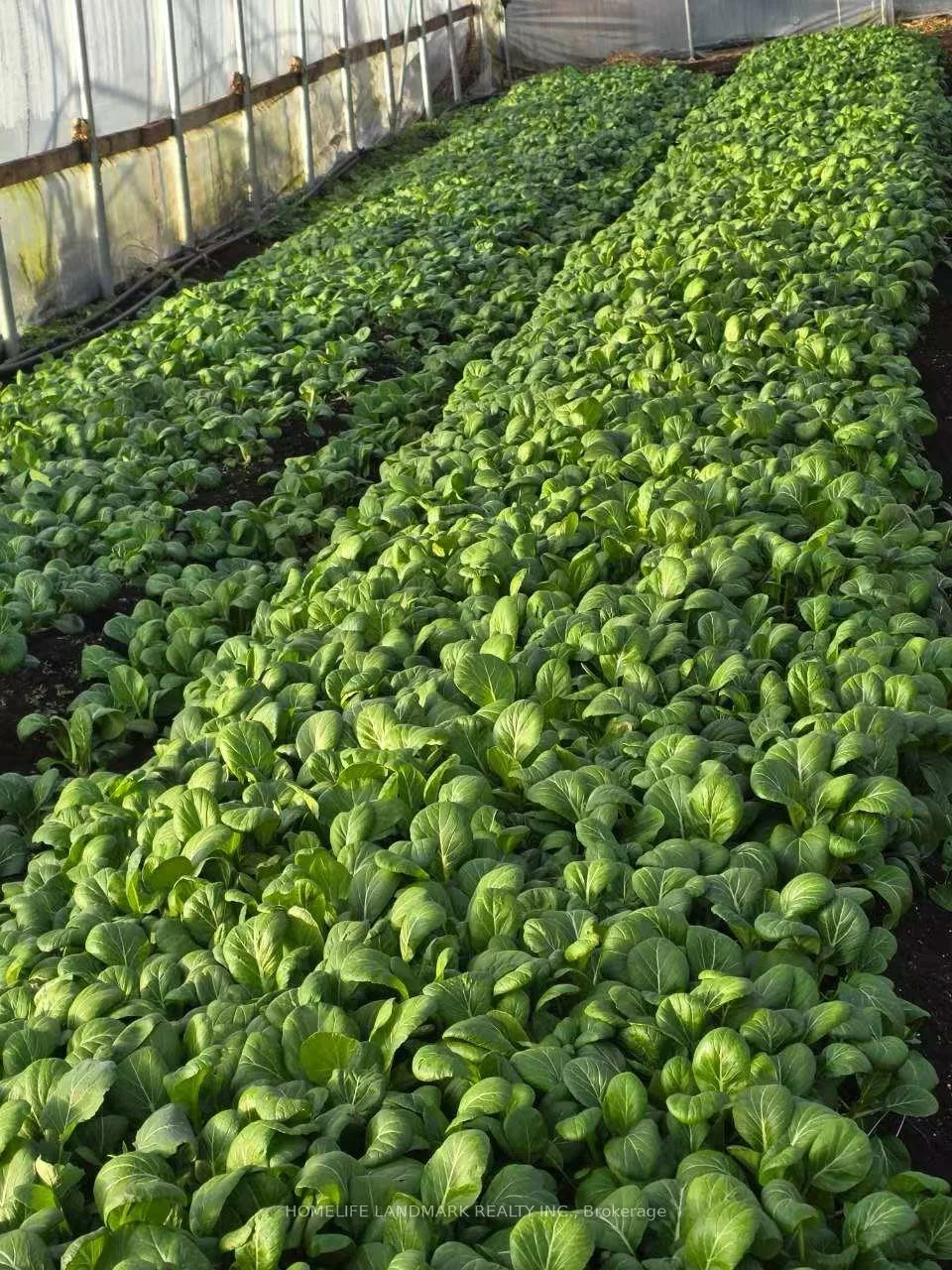 110, Aileen, Rural King, King