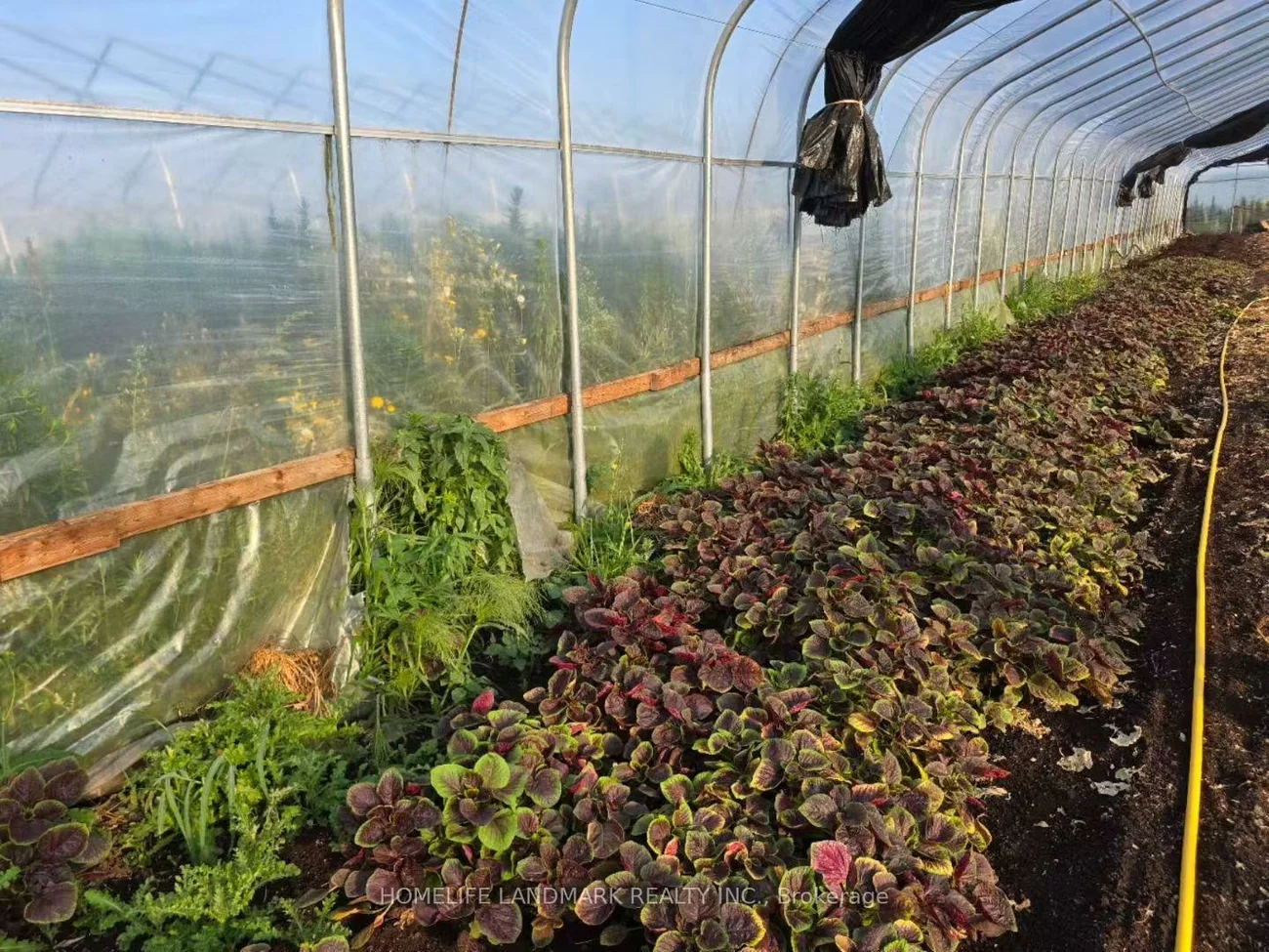 110, Aileen, Rural King, King