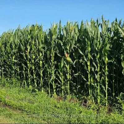 110, Aileen, Rural King, King