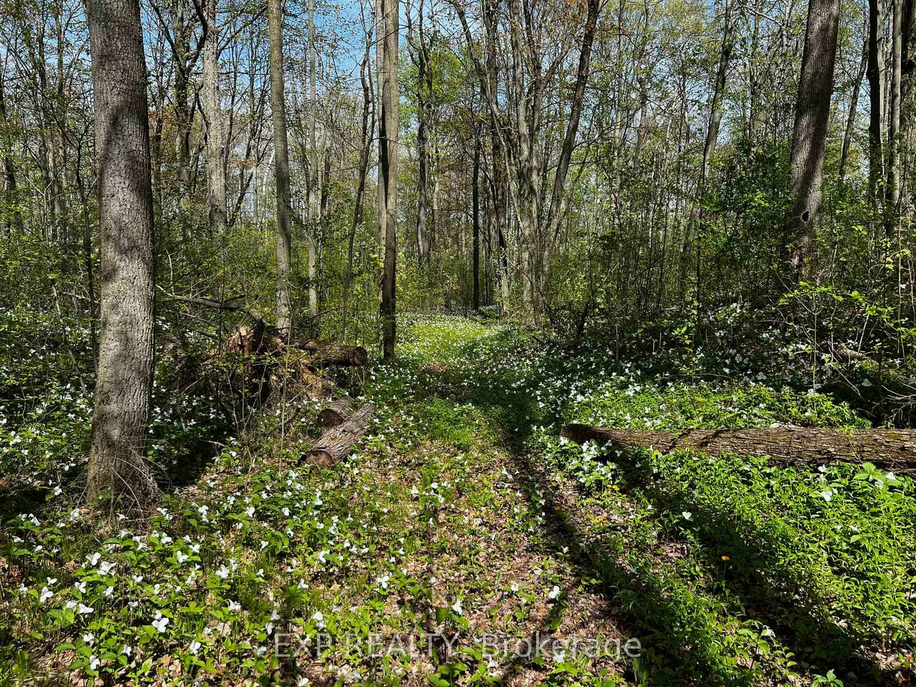 115, Fog, Rural King, King