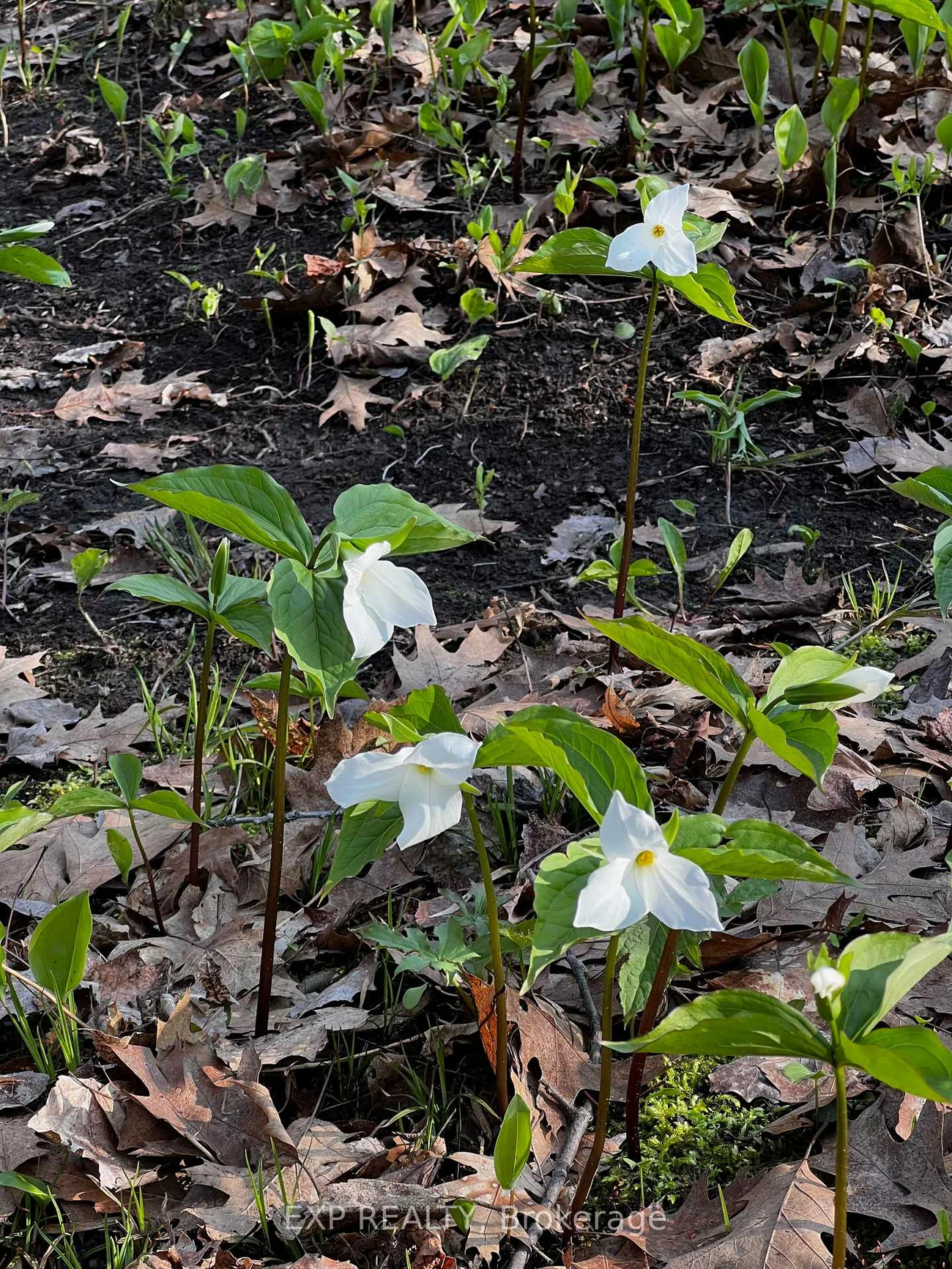 115, Fog, Rural King, King