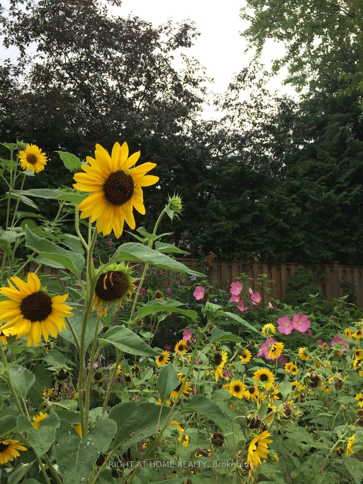 51, Redwood, Unionville, Markham