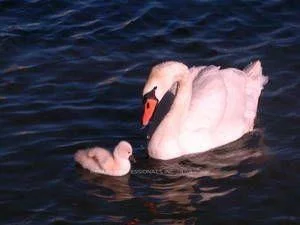 29, Maple, Port Credit, Mississauga