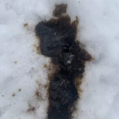 457, Mortimer, Danforth Village-East York, Toronto