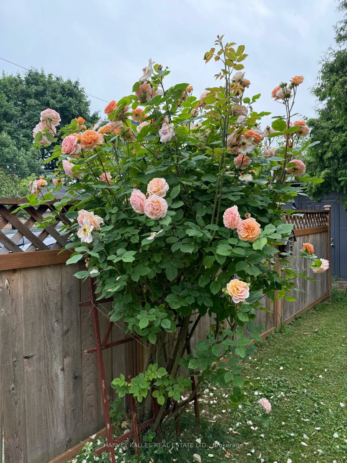 338, Bartlett, Dovercourt-Wallace Emerson-Junction, Toronto