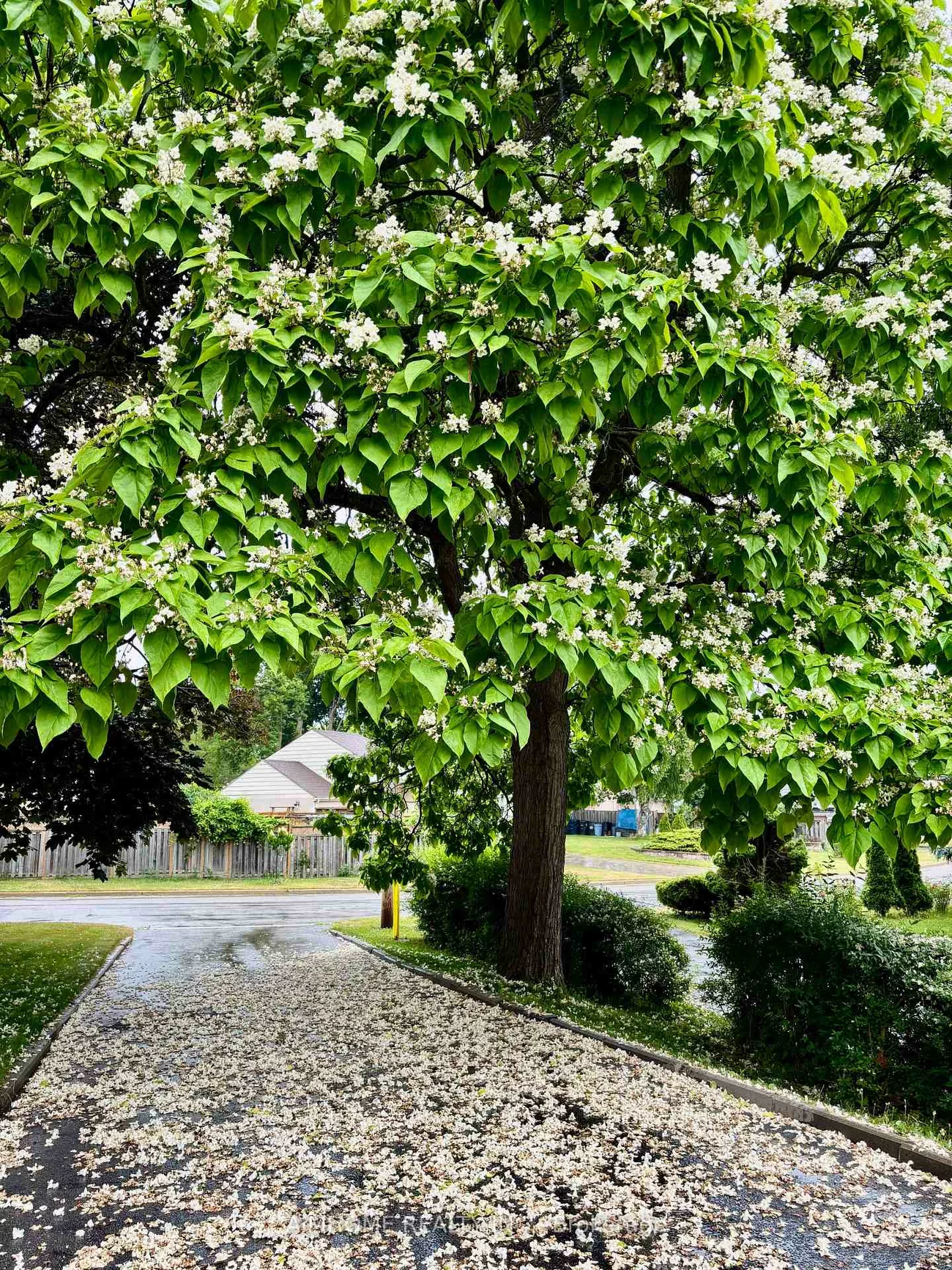 12, Canham, Agincourt South-Malvern West, Toronto