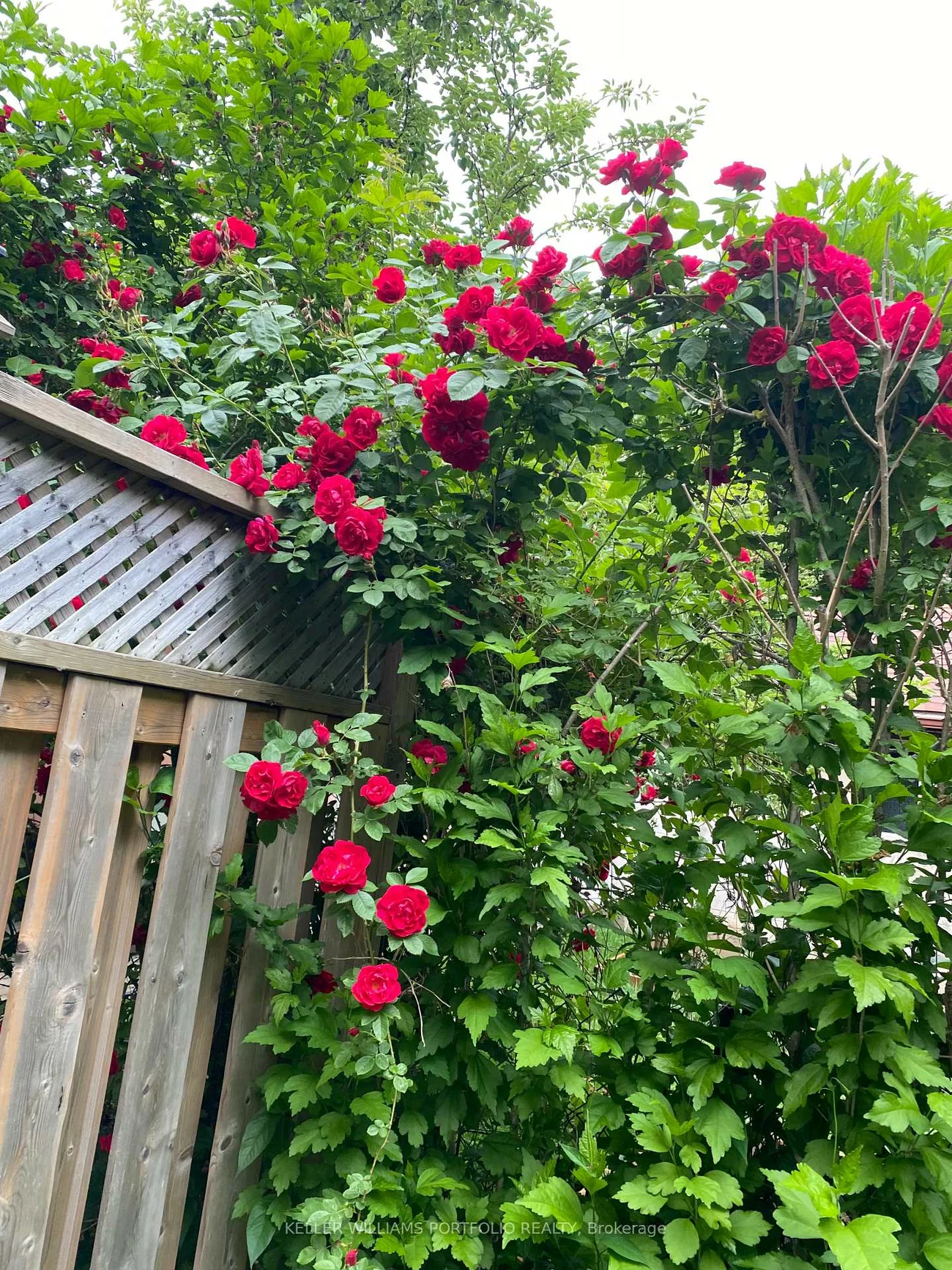 49, Dolphin, Clairlea-Birchmount, Toronto