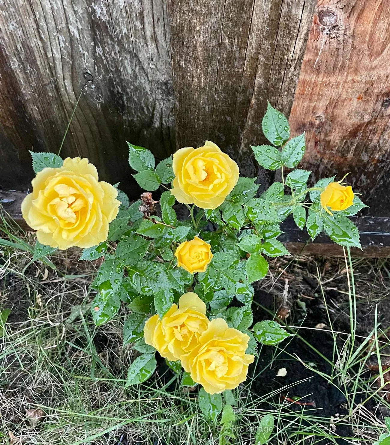 224, Rosethorn, Keelesdale-Eglinton West, Toronto