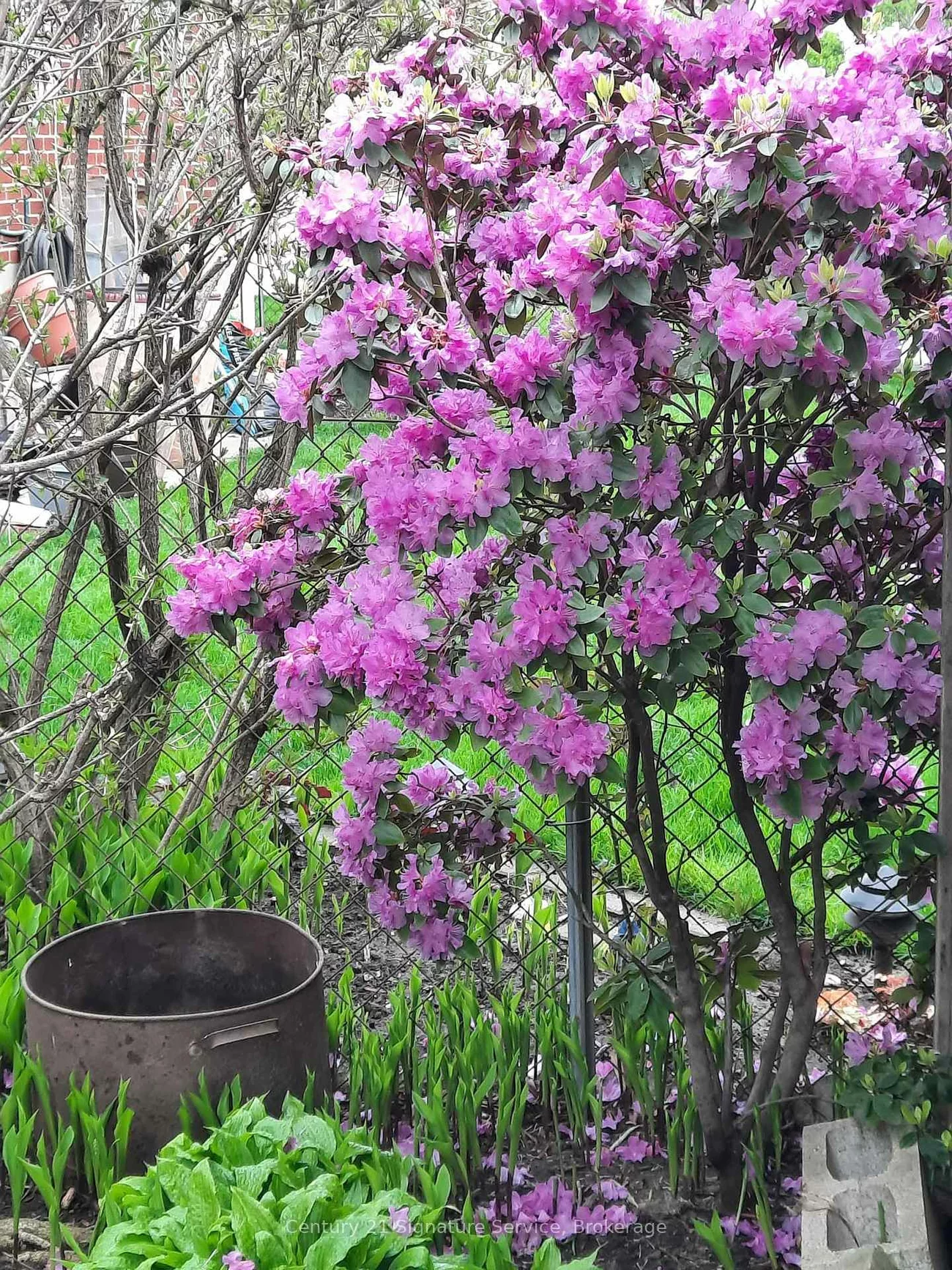 83, Coney, Stonegate-Queensway, Toronto